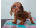 dachshund-puppies-available-for-reservation-in-bronx-new-york-small-2