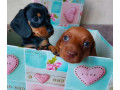 dachshund-puppies-available-for-reservation-in-bronx-new-york-small-1