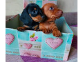 dachshund-puppies-available-for-reservation-in-bronx-new-york-small-0