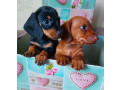 dachshund-puppies-available-for-reservation-in-bronx-new-york-small-5