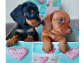 dachshund-puppies-available-for-reservation-in-bronx-new-york-small-3