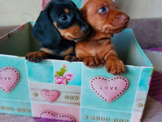 Dachshund Puppies Available for Reservation in Bronx, New York