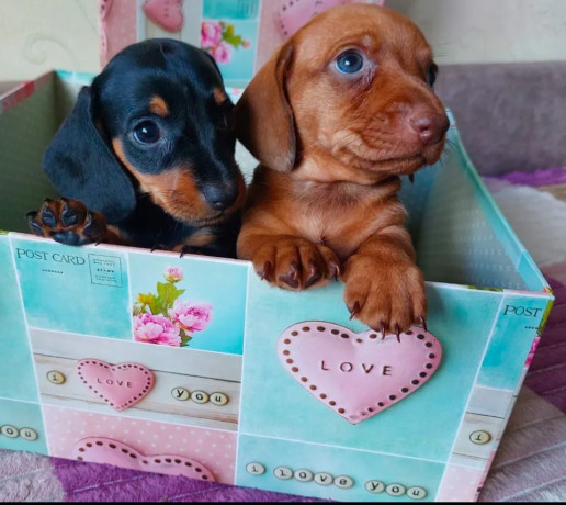 dachshund-puppies-available-for-reservation-in-bronx-new-york-big-4