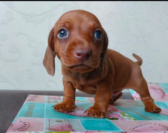 dachshund-puppies-available-for-reservation-in-bronx-new-york-big-2