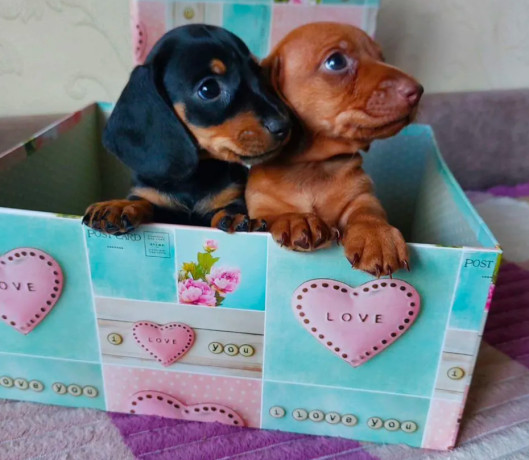 dachshund-puppies-available-for-reservation-in-bronx-new-york-big-0