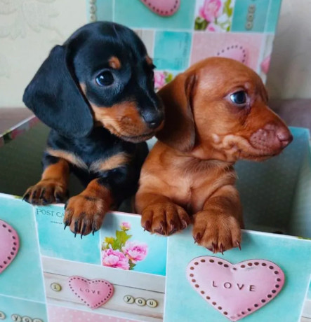 dachshund-puppies-available-for-reservation-in-bronx-new-york-big-5