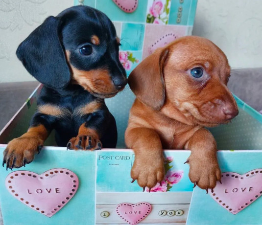 dachshund-puppies-available-for-reservation-in-bronx-new-york-big-3