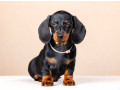 dachshund-male-puppy-looking-for-a-home-small-5