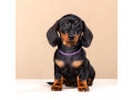 dachshund-male-puppy-looking-for-a-home-small-3