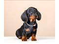 dachshund-male-puppy-looking-for-a-home-small-0