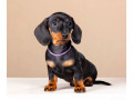 dachshund-male-puppy-looking-for-a-home-small-4