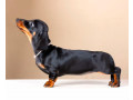 dachshund-male-puppy-looking-for-a-home-small-1