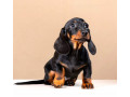 dachshund-male-puppy-looking-for-a-home-small-2