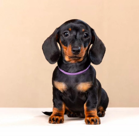 dachshund-male-puppy-looking-for-a-home-big-3