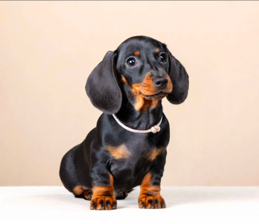 dachshund-male-puppy-looking-for-a-home-big-0