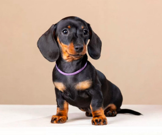 dachshund-male-puppy-looking-for-a-home-big-4