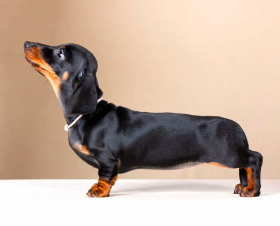 dachshund-male-puppy-looking-for-a-home-big-1