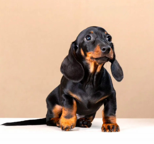 dachshund-male-puppy-looking-for-a-home-big-2