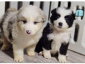 collie-puppies-for-sale-in-minnesota-2-girls-small-0