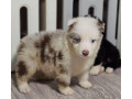 collie-puppies-for-sale-in-minnesota-2-girls-small-2