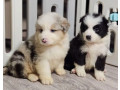 collie-puppies-for-sale-in-minnesota-2-girls-small-1