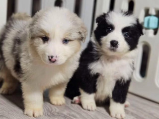 Collie Puppies for Sale in Minnesota 2 Girls