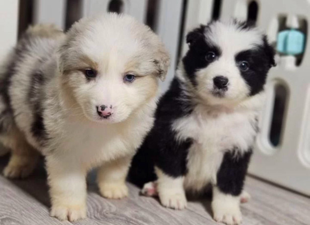 collie-puppies-for-sale-in-minnesota-2-girls-big-0