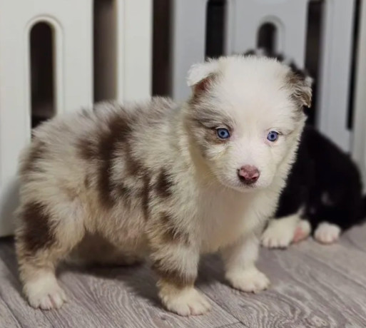 collie-puppies-for-sale-in-minnesota-2-girls-big-2