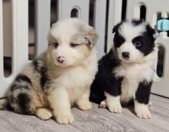 collie-puppies-for-sale-in-minnesota-2-girls-big-1