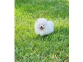 mini-pomeranian-spitz-small-4