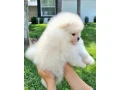 mini-pomeranian-spitz-small-2