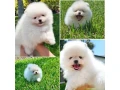 mini-pomeranian-spitz-small-0