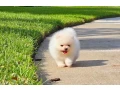 mini-pomeranian-spitz-small-1