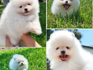 Mini Pomeranian Spitz