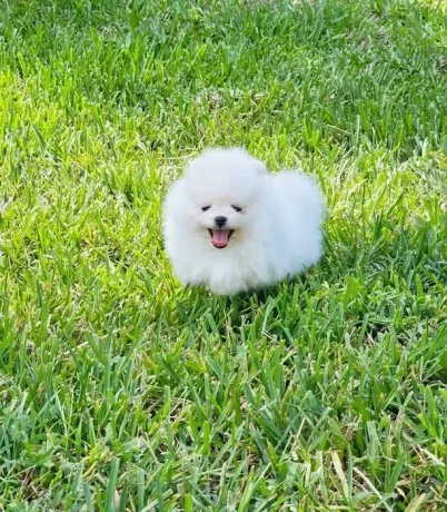 mini-pomeranian-spitz-big-4