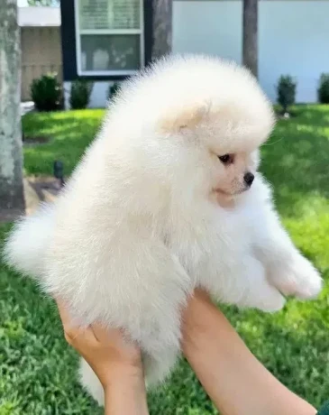 mini-pomeranian-spitz-big-2