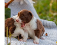 collie-puppies-in-dallas-tx-small-1