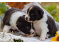 collie-puppies-in-dallas-tx-small-2