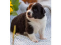 collie-puppies-in-dallas-tx-small-3