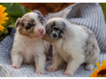 collie-puppies-in-dallas-tx-small-0