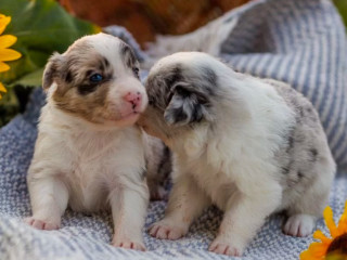 Collie Puppies in Dallas, TX