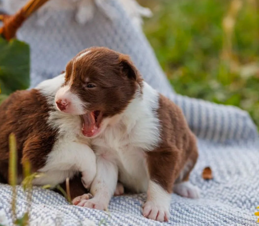 collie-puppies-in-dallas-tx-big-1