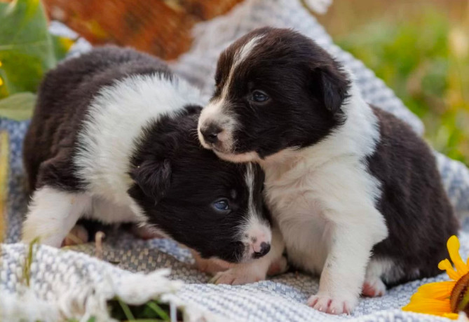 collie-puppies-in-dallas-tx-big-2