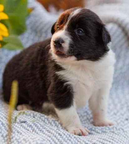 collie-puppies-in-dallas-tx-big-3