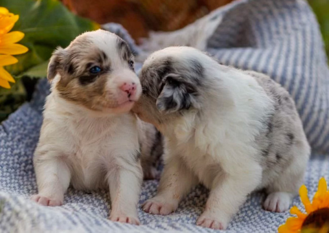 collie-puppies-in-dallas-tx-big-0