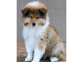 collie-female-for-sale-in-detroit-mi-small-1