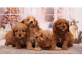 poodle-puppies-4-weeks-old-boys-and-girls-sidney-mt-small-0