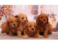 poodle-puppies-4-weeks-old-boys-and-girls-sidney-mt-small-5