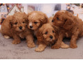 poodle-puppies-4-weeks-old-boys-and-girls-sidney-mt-small-1