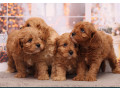 poodle-puppies-4-weeks-old-boys-and-girls-sidney-mt-small-3